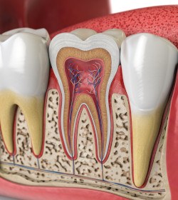 Illustration of the anatomy of a tooth